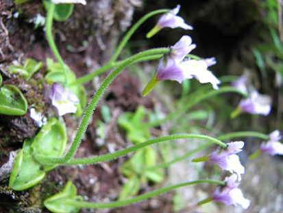 岩場に咲く薄紫色の山野草の花のクローズアップ